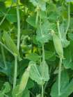 Wando pea pods in the summer garden. Art Print